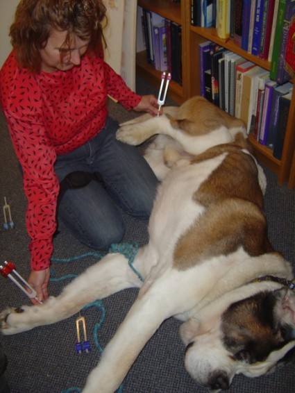 Acutonics® Elective: Small Animal Acutonics®