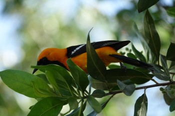 Self-Care Affirmations and Treatment Tips for May 2018