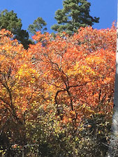 News From the Mothership November 2016