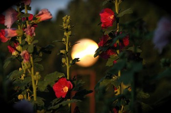 Integrating the Acutonics Healing System into Practice: A Natural Rhythm