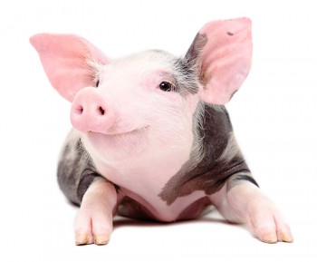 Become a Priority in the Year of the Earth Pig