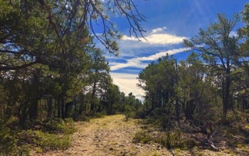 Sacred Presence: Forest Management at the Mothership