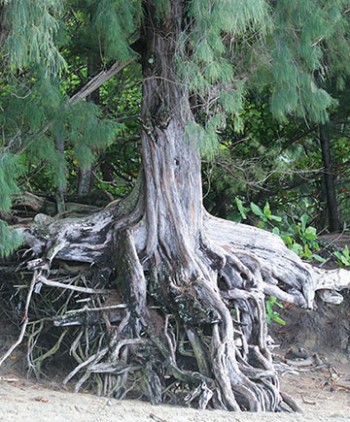 Finding our Place in the Universe through the Archetypal Lens of the Tree