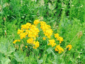 Springs Abundance Reflections on Sedna