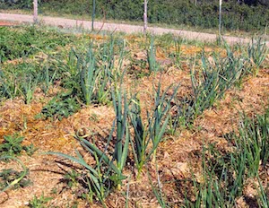 Cultivation of an Abundant Compassionate Heart