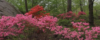 Heart Based Communication