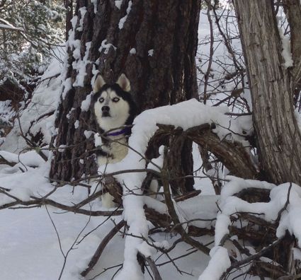 The Year of Dog