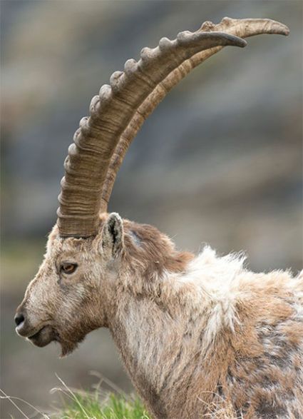 The Year of the Goat 2015: A Cross Cultural Perspective