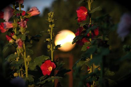 Integrating the Acutonics Healing System into Practice: A Natural Rhythm