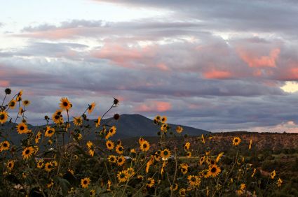 A Self-Care Harvest
