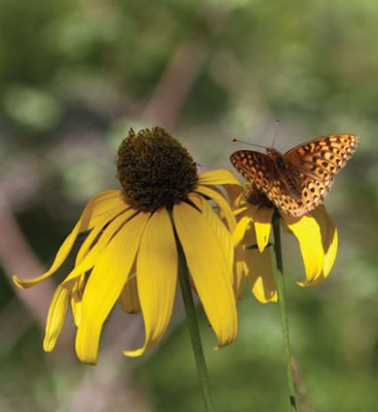Deepening Our Connection to Nature, Earth, & Self: Alleviate Stress with Acutonics and The Three Treasures