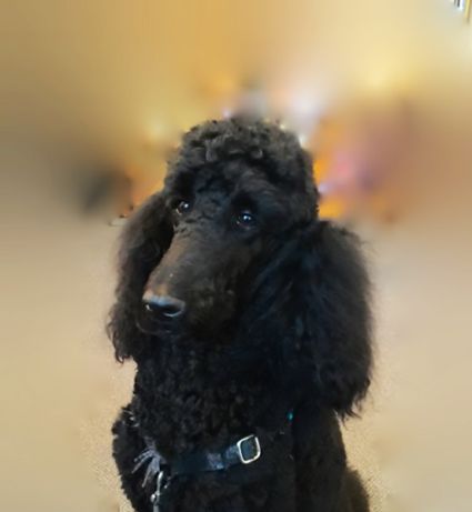 Acutonics® for our Dog Friends in the Lunar Year of the Dog