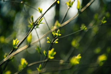 Spring Self-Care Affirmations